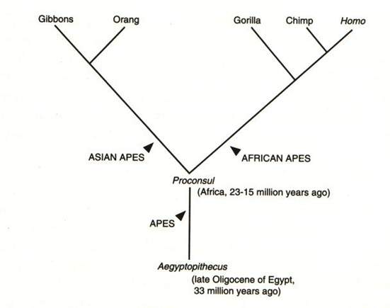 La filogenesi degli Hominidae