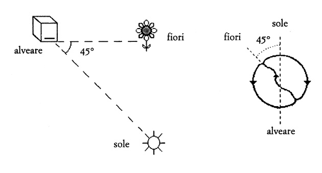 la danza ad otto delle api