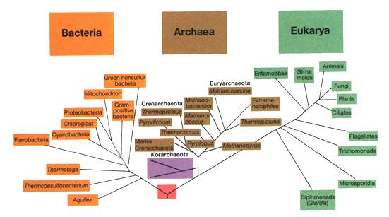 La filogenesi del mondo vivente