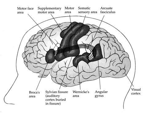 le strutture cerebrali usate dal linguaggio