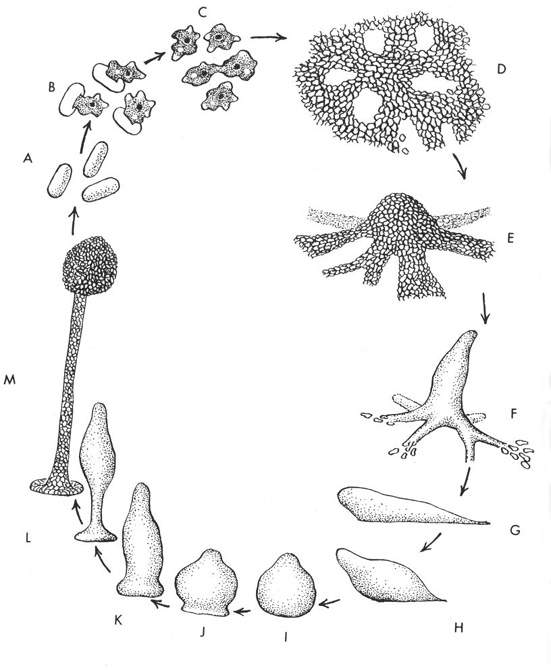 Il ciclo vitale dei Dictyostelides (myxomyceti cellulari)
