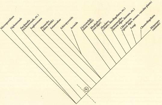 Un'ipotesi recente sulla filogenesi degli eucarioti