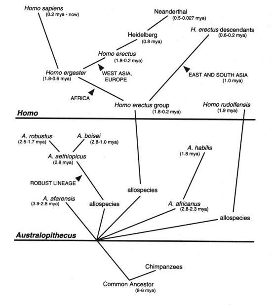 La filogenesi dei generi Australopithecus -> Homo