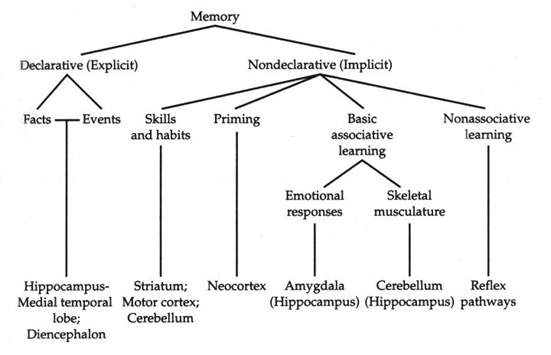 I principali tipi di memoria a lungo termine