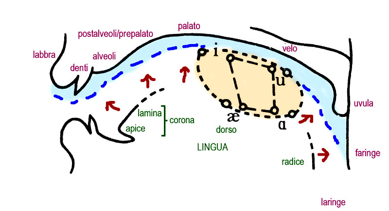 Lo spazio articolatorio della nostra cavit orale