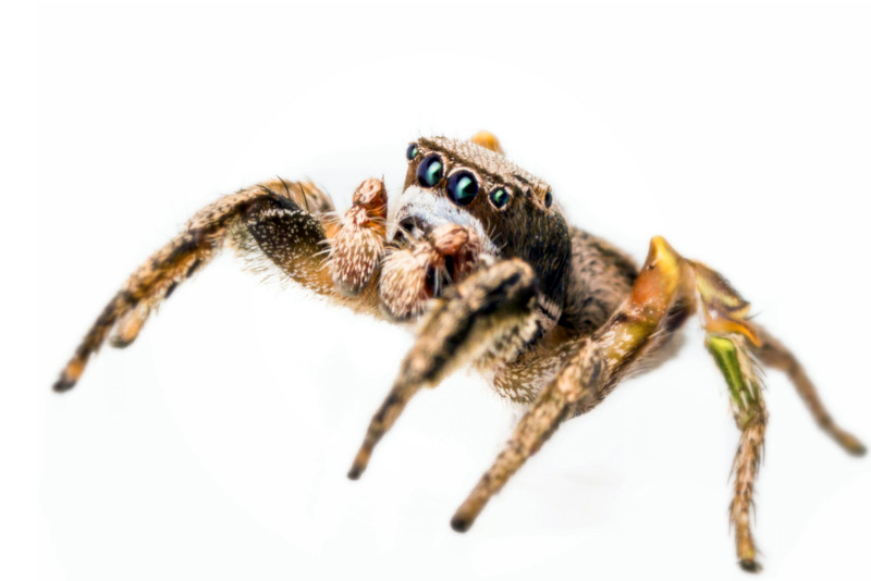 Habronattus Cuspidatus