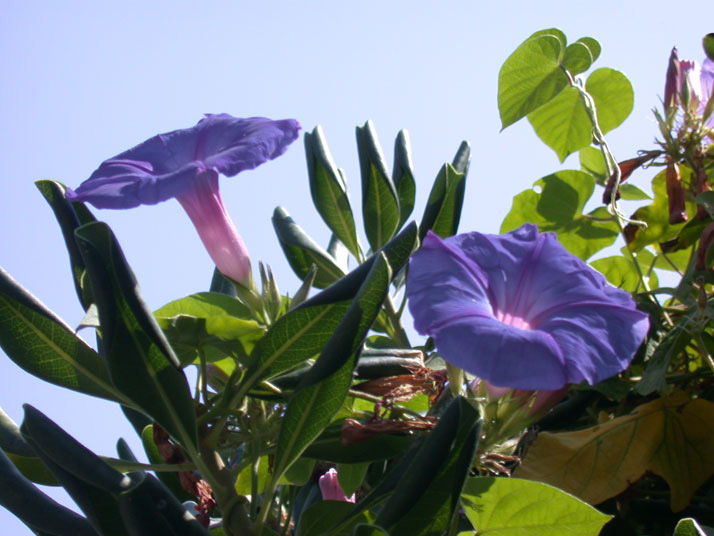 Two common morning glories (Ipomoea purpurea), shot at Varigotti in the Summer. Manuel Barbera 2004.