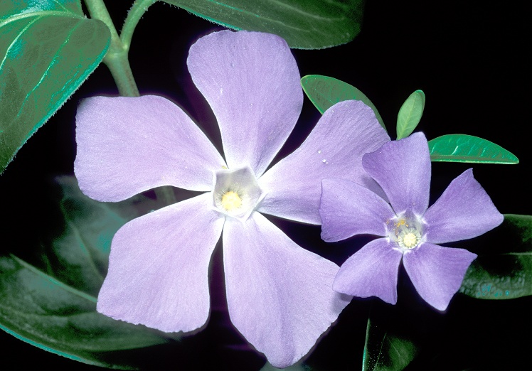 Greater and smaller periwinkle together.