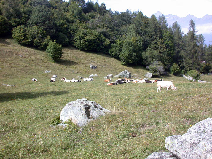 Valsusa: A view of the Low Valley from Rifugio Amprimo (Pian Cervetto). Manuel Barbera 2008.